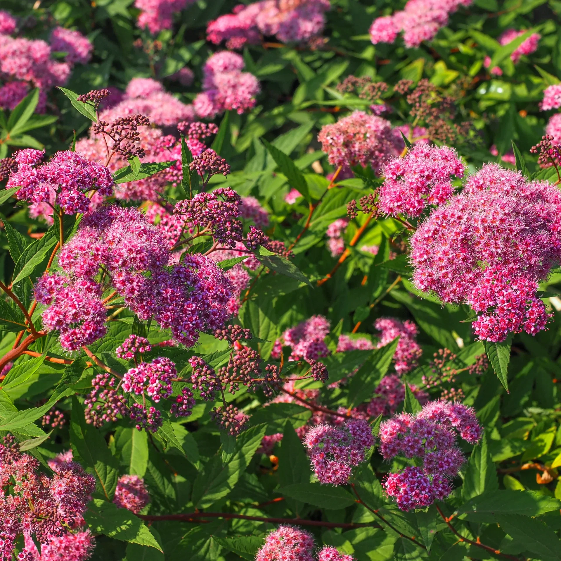 Praktspirea 'Odensala'