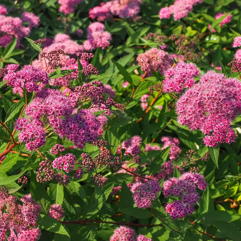 Praktspirea 'Odensala'