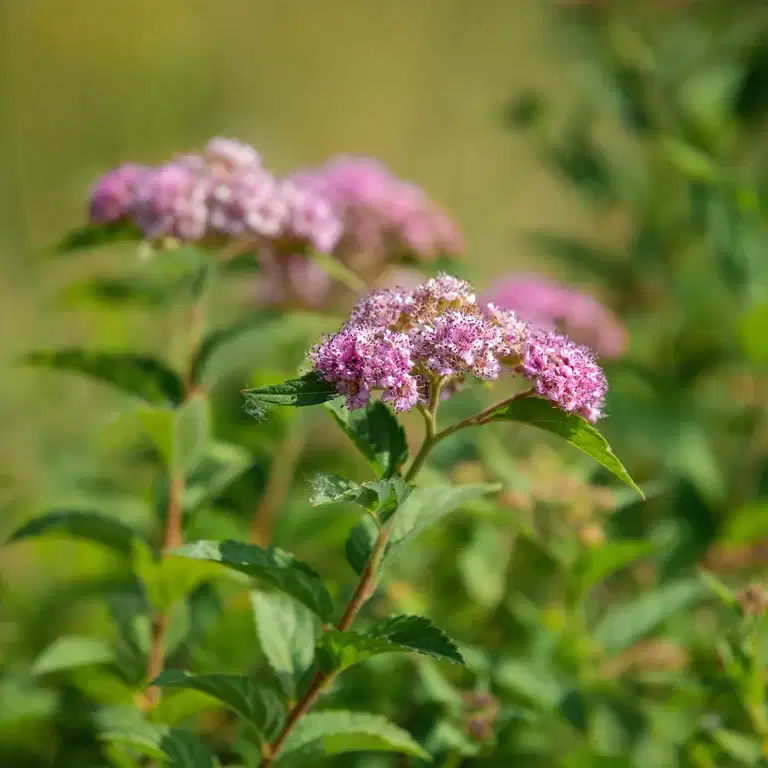 Spiraea japonica 'Froebelii' 3L