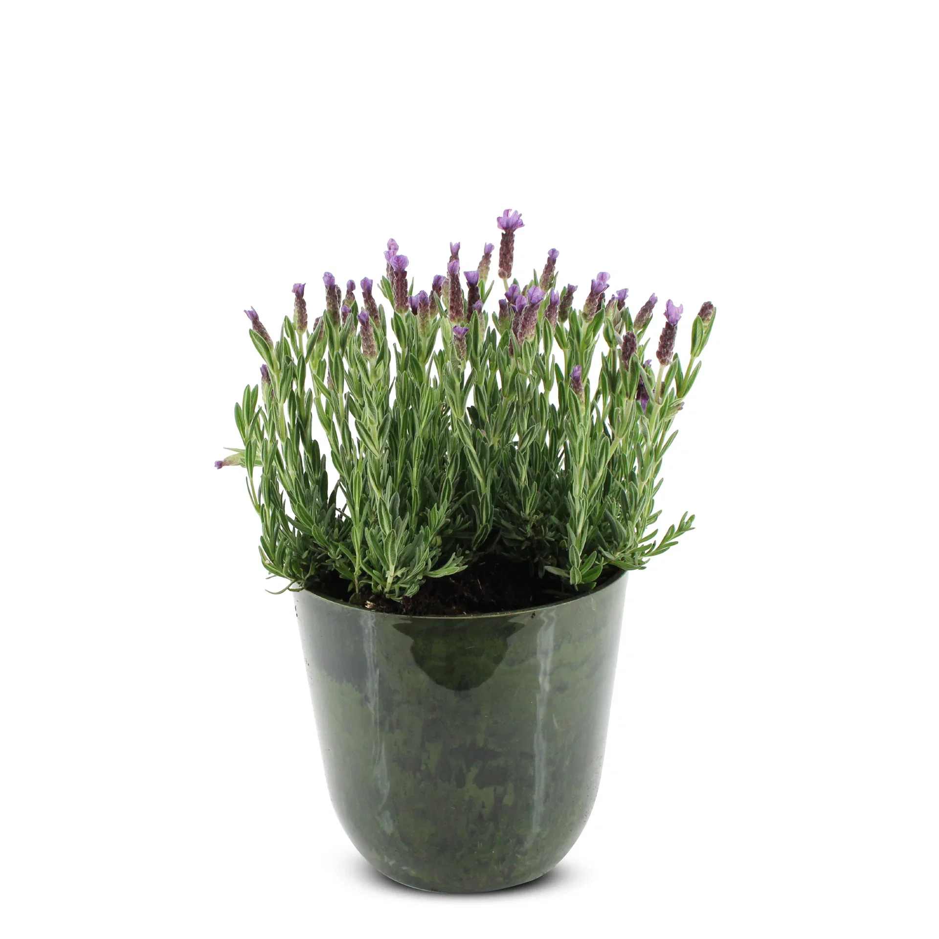 Summar dec. Lavendula in Pot