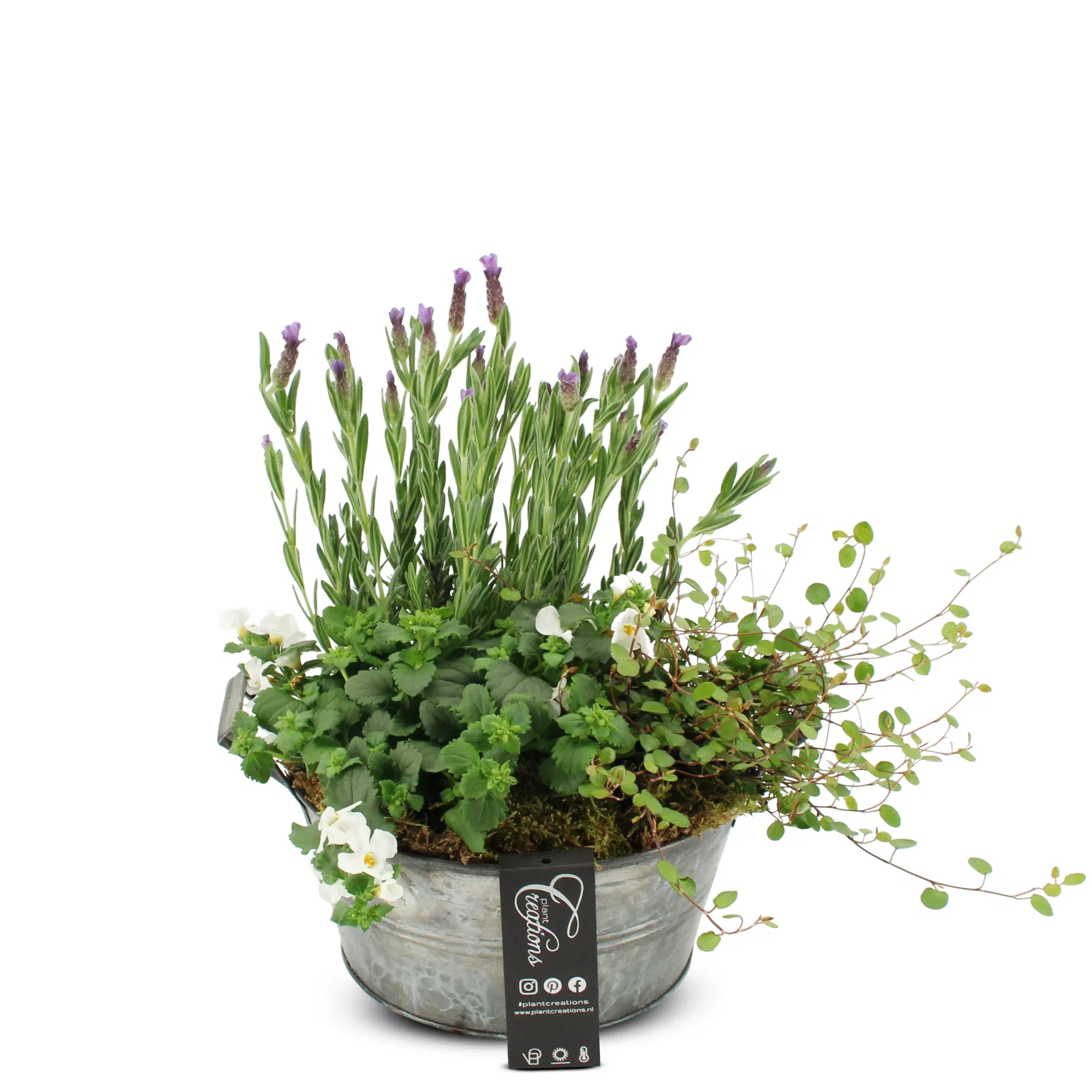 Summar dec. Lavendula/Bacopa in zink