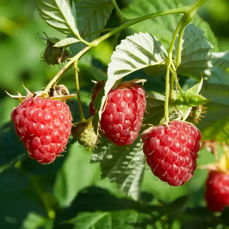 Trädgårdshallon SUGANA