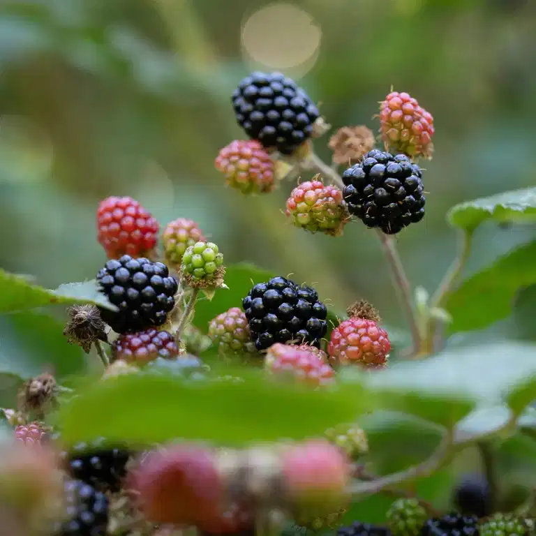 Flikbjörnbär 'Thornless Evergreen'