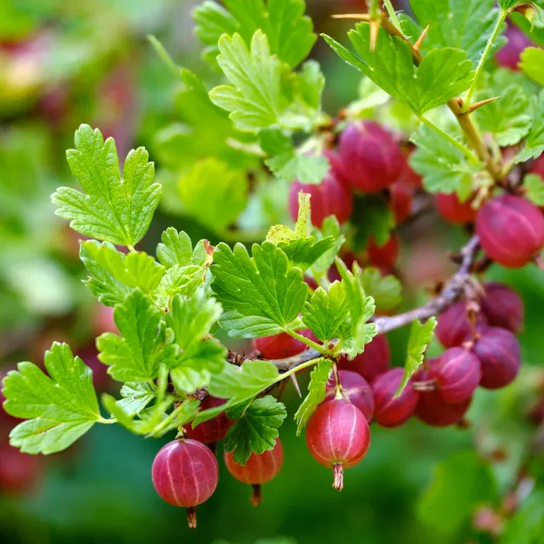 Krusbär 'Captivator'