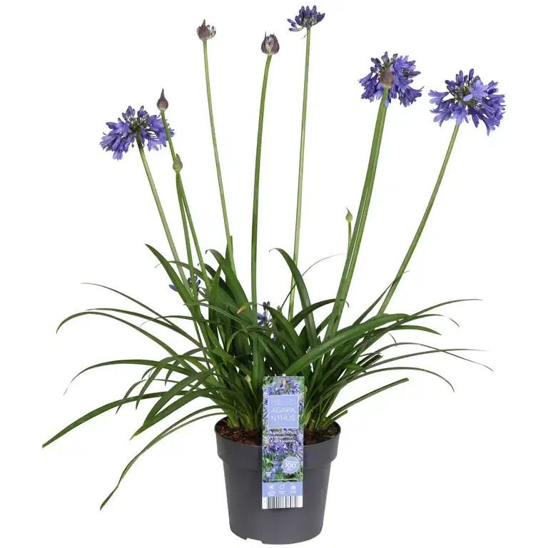 Afrikas blå lilja 'Ever Sapphire'