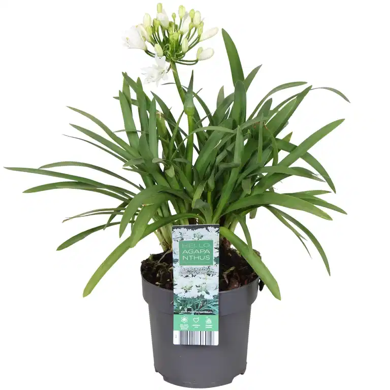 Afrikas blå lilja ‘Pixie White’