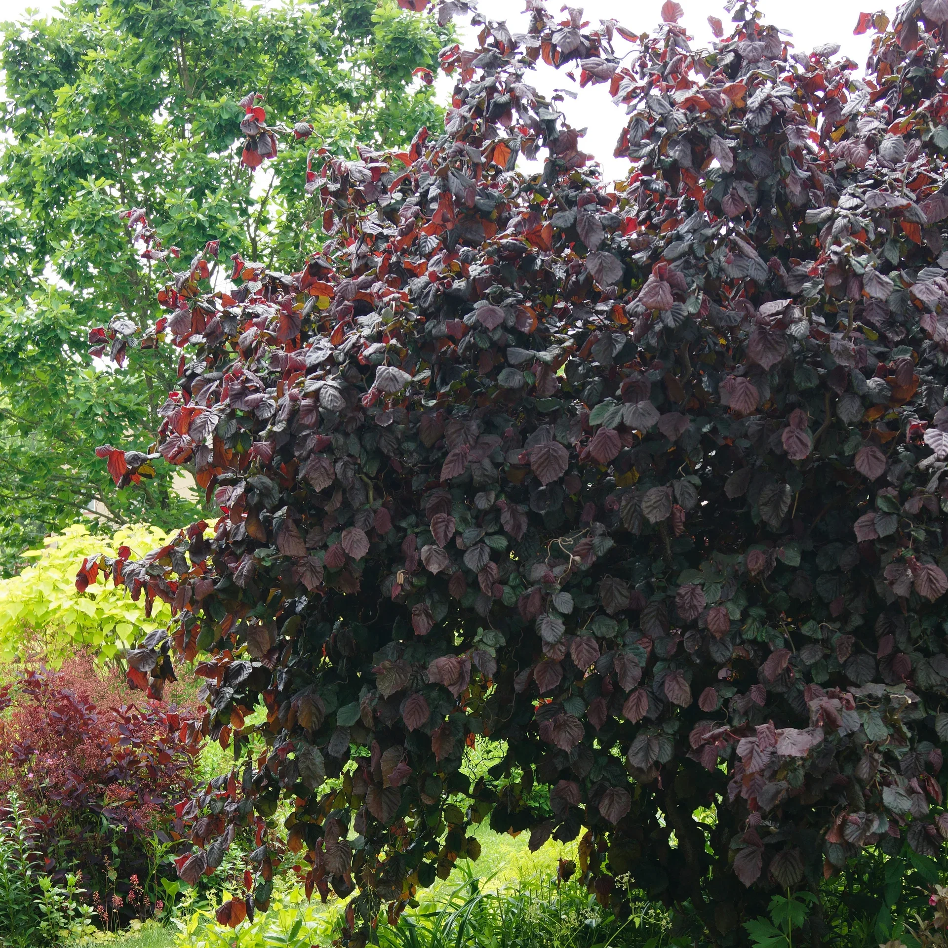 Corylus avellana 'Red Majestic' 60-80cm 5L