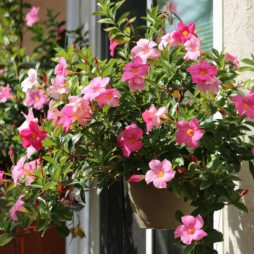 Bägarranka (Mandevilla) – skötsel och övervintring