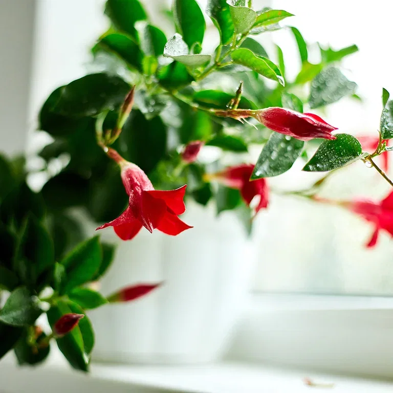 Bägarranka (Mandevilla) – skötsel och övervintring