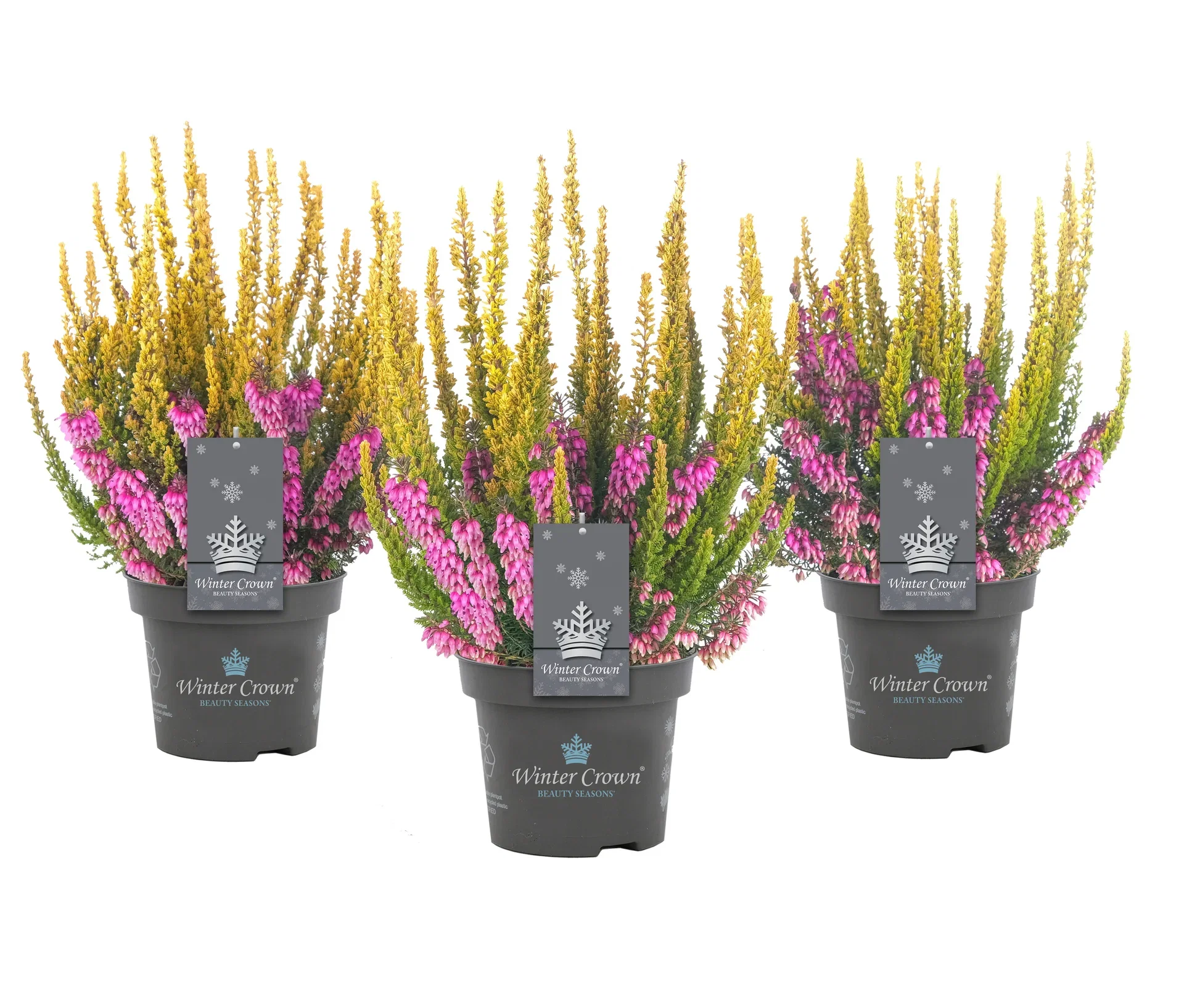 Romantic G. 'Winter Crown' 13 cm