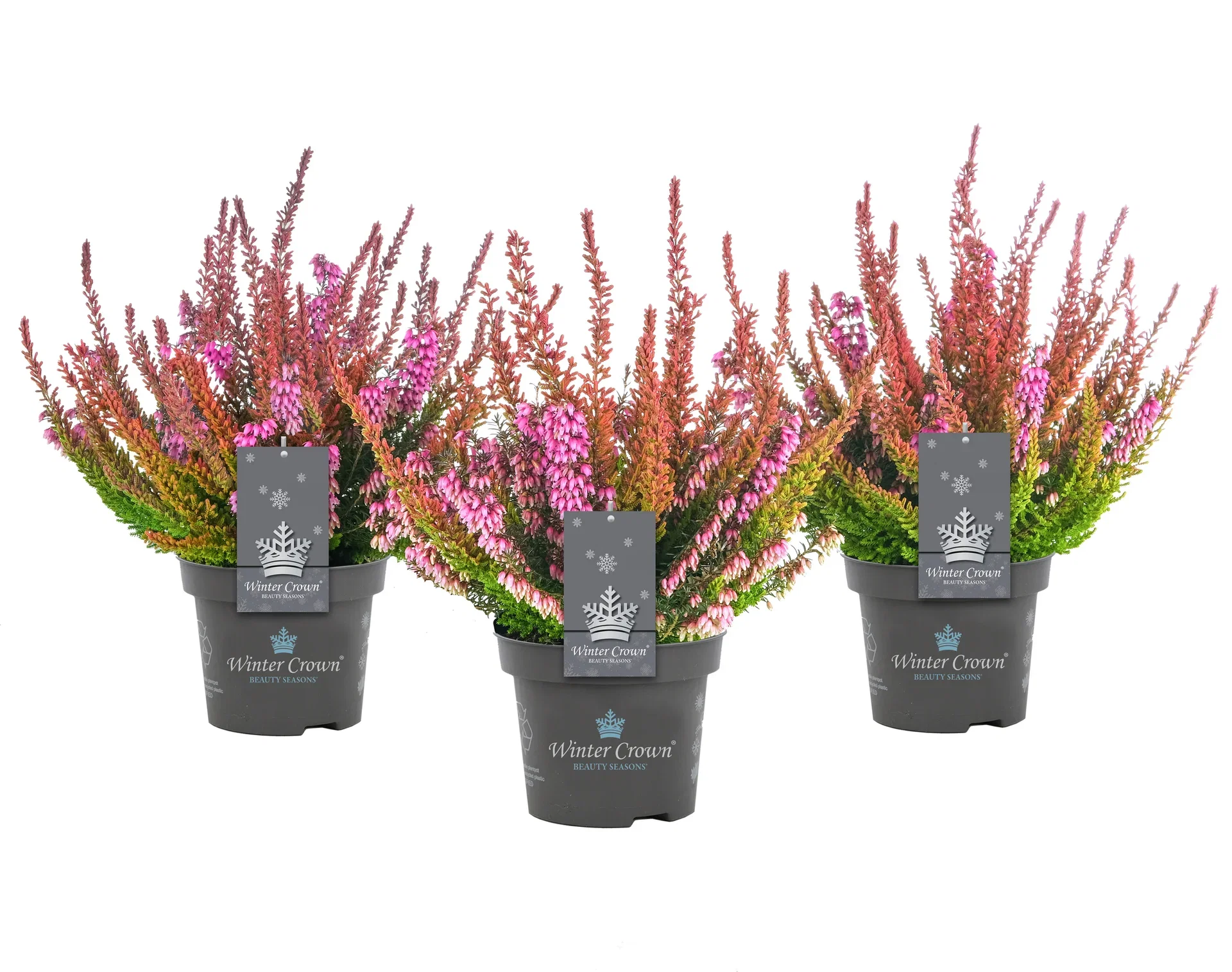 Romantic G. 'Winter Crown' 13 cm