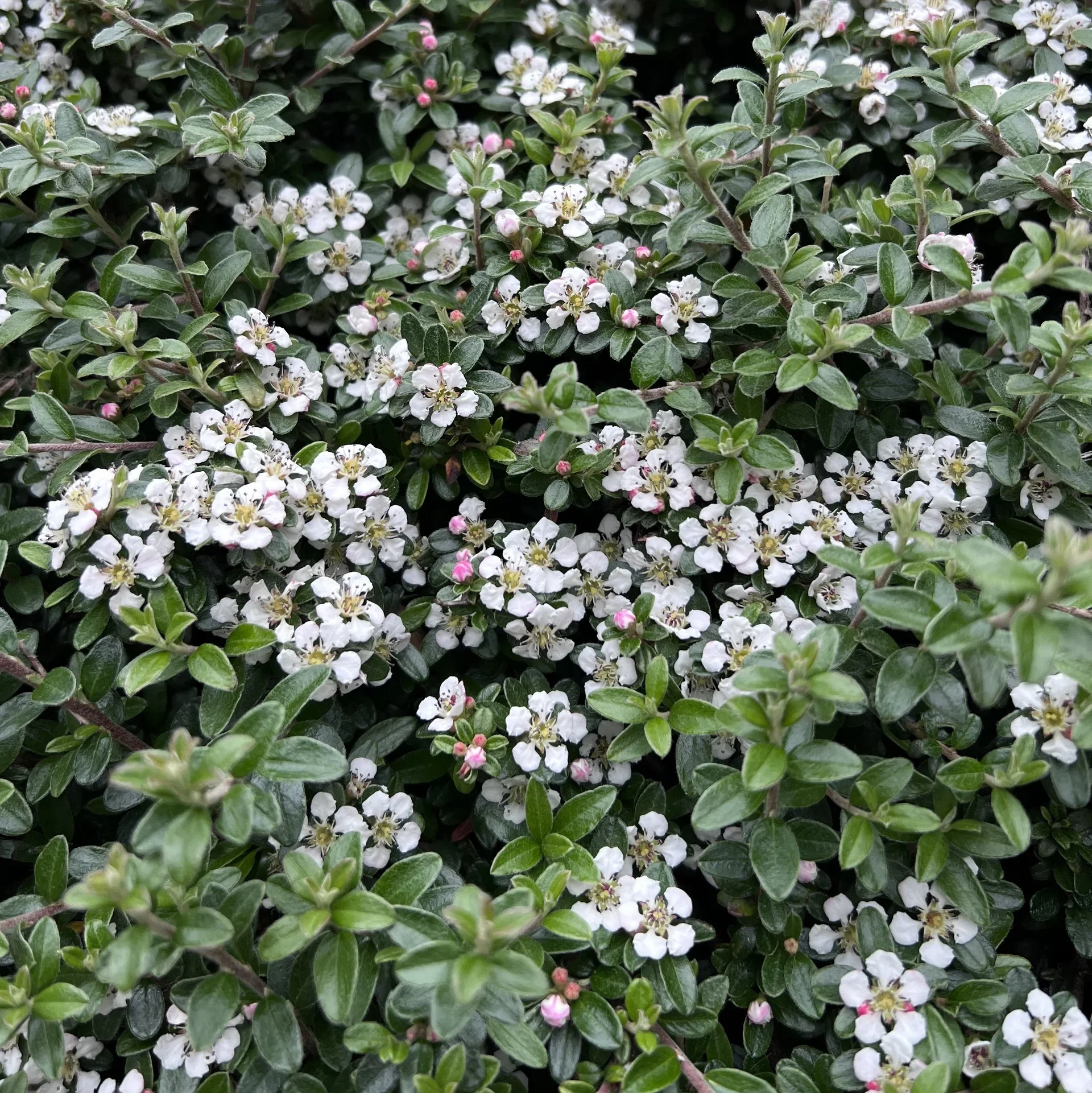 Cotoneaster suecicus 'Coral Beauty'