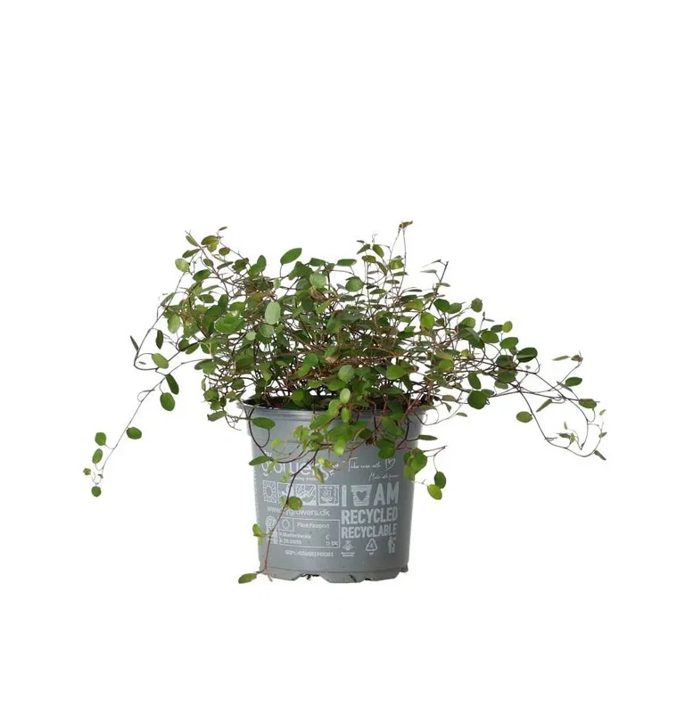 Muehlenbeckia Complexa Krukväxt