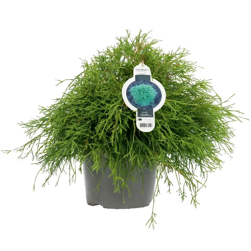 Trådcypress 'Filifera Nana'