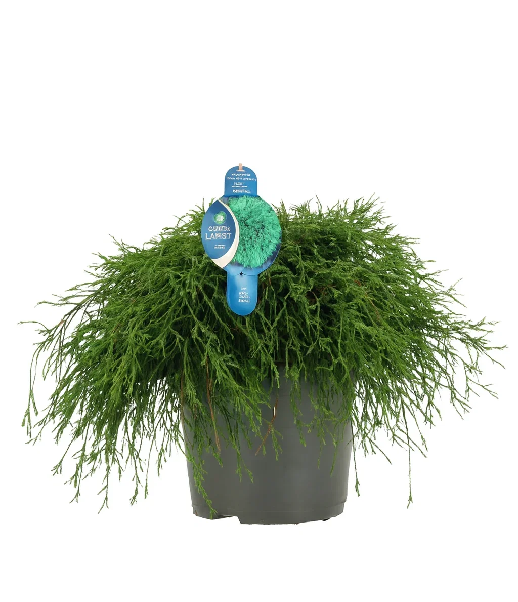 Dwarf Cypress 'Filifera Nana'