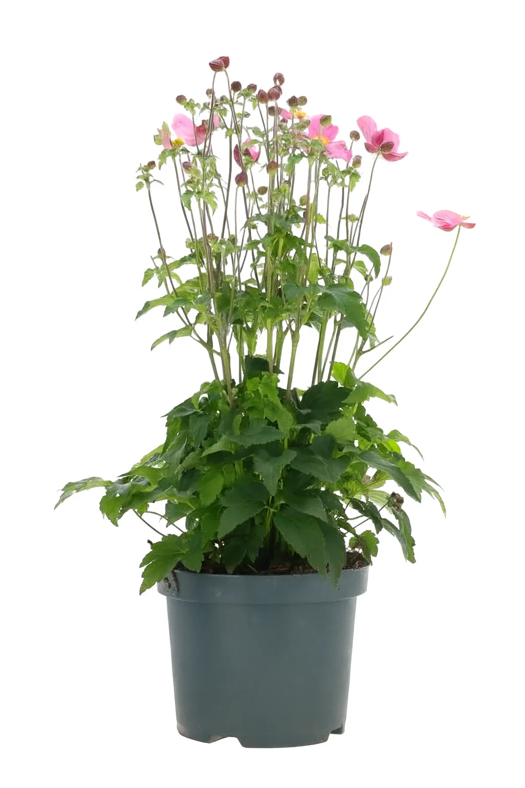 Anemone Fantasy Ariel Plant