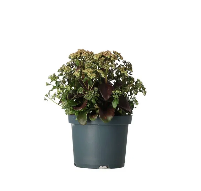 Sedum Hybrid 'Peach Pearls'