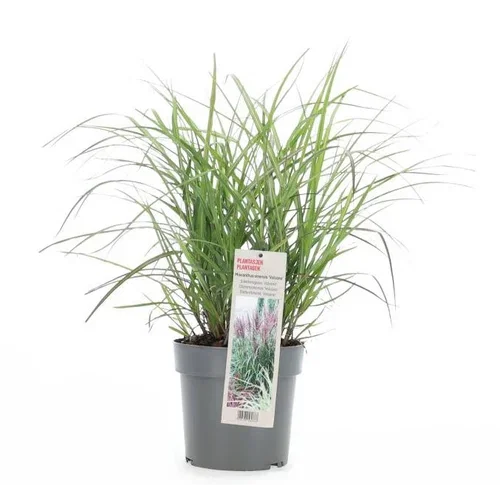 Miscanthus sinensis 'Volcano'