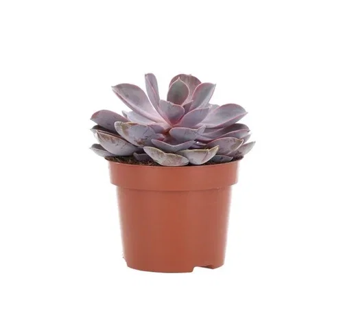 Echeveria mix