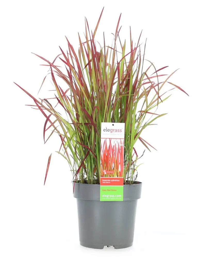 Röd baron Imperata Cylindrica
