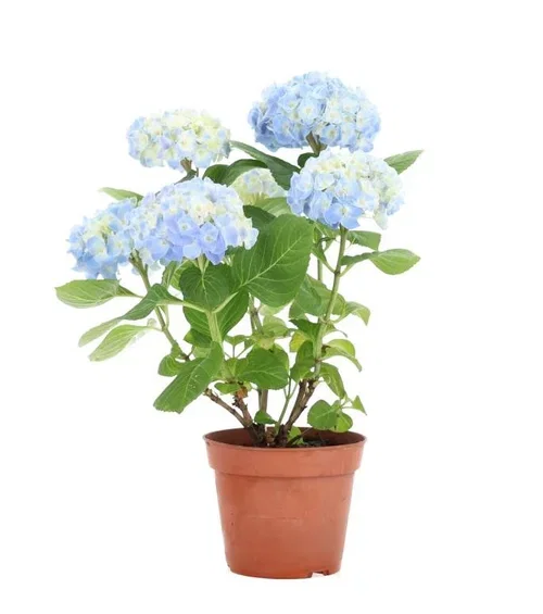 Hydrangea Macrophylla - Blue with 5+ Blooms