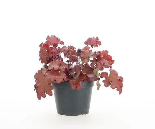 Heuchera Perennial Plant