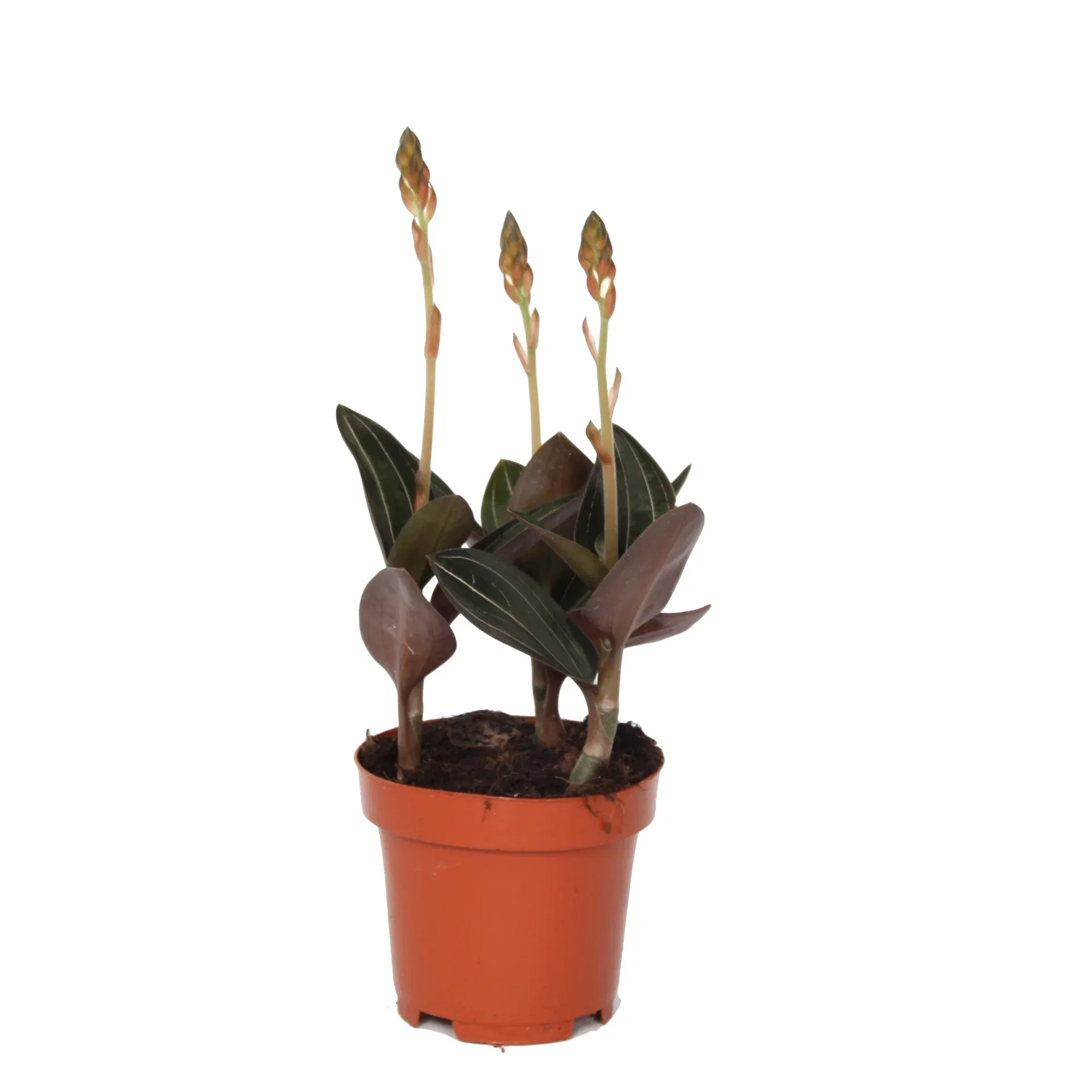 Ludisia discolor 12cm