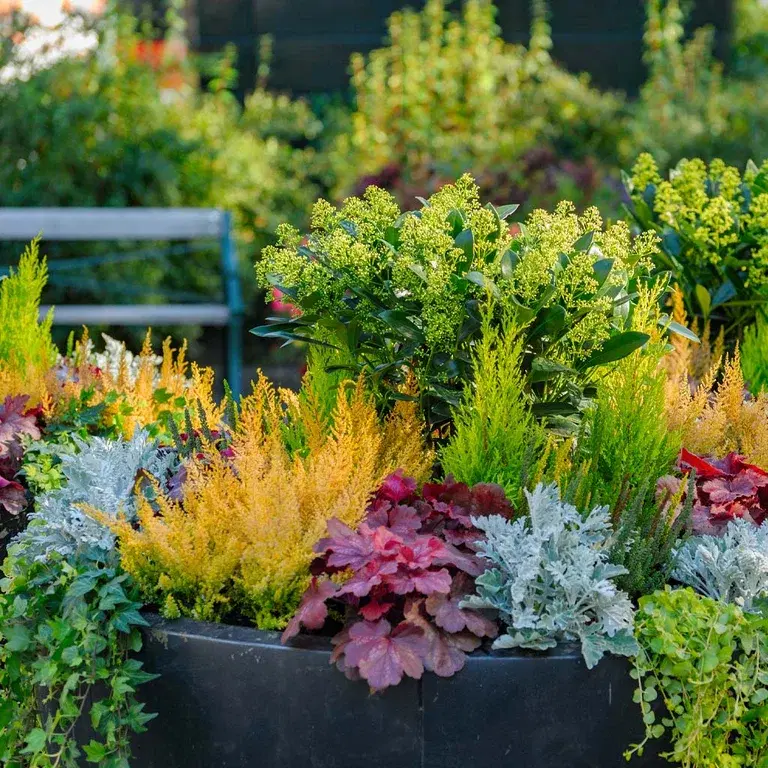 Successful companion planting in a pot