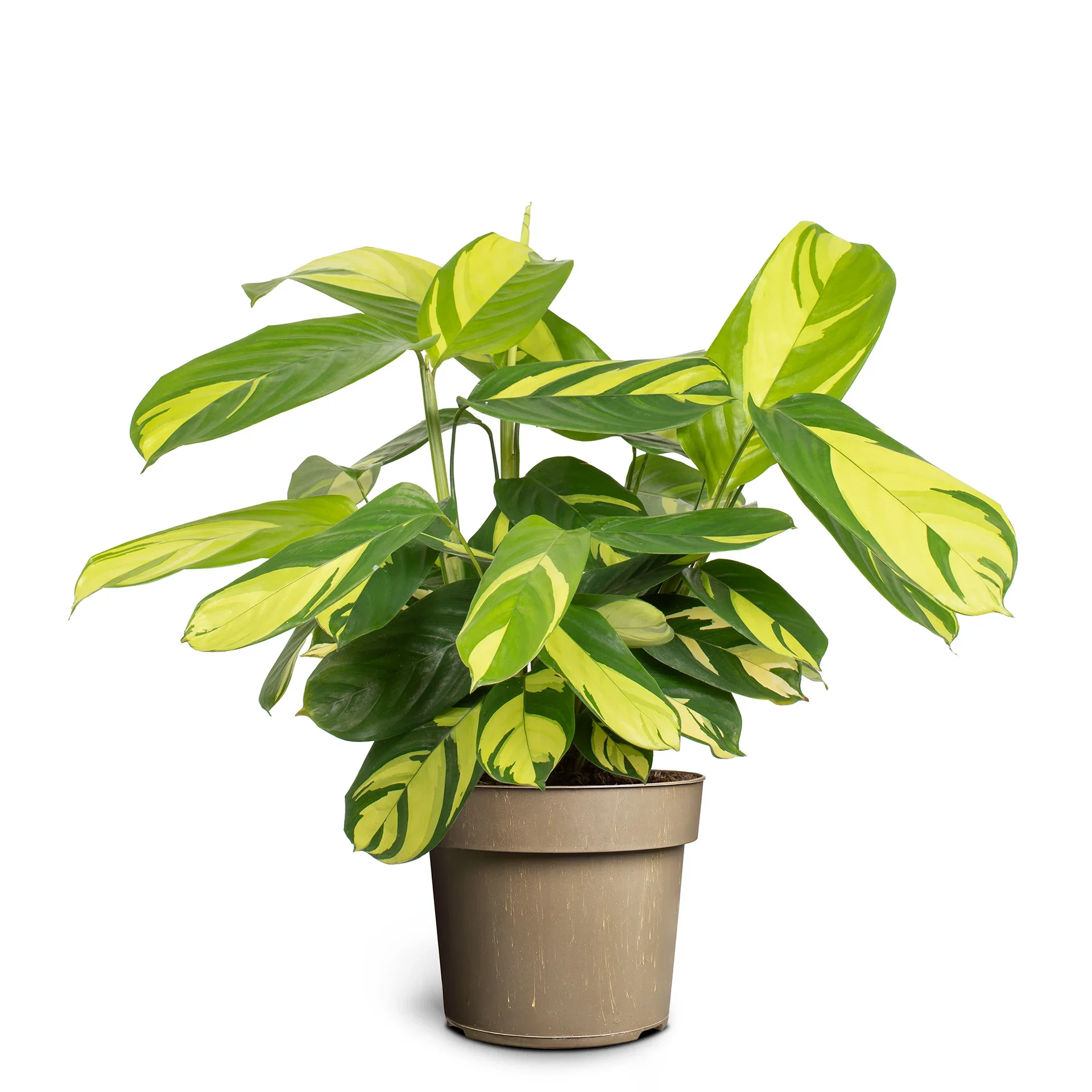 Ctenanthe 'Golden Mosaic'