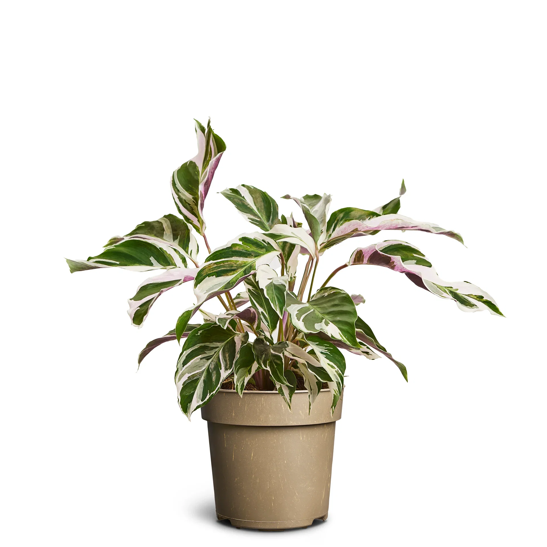 Kalatea ‘White Miracle’