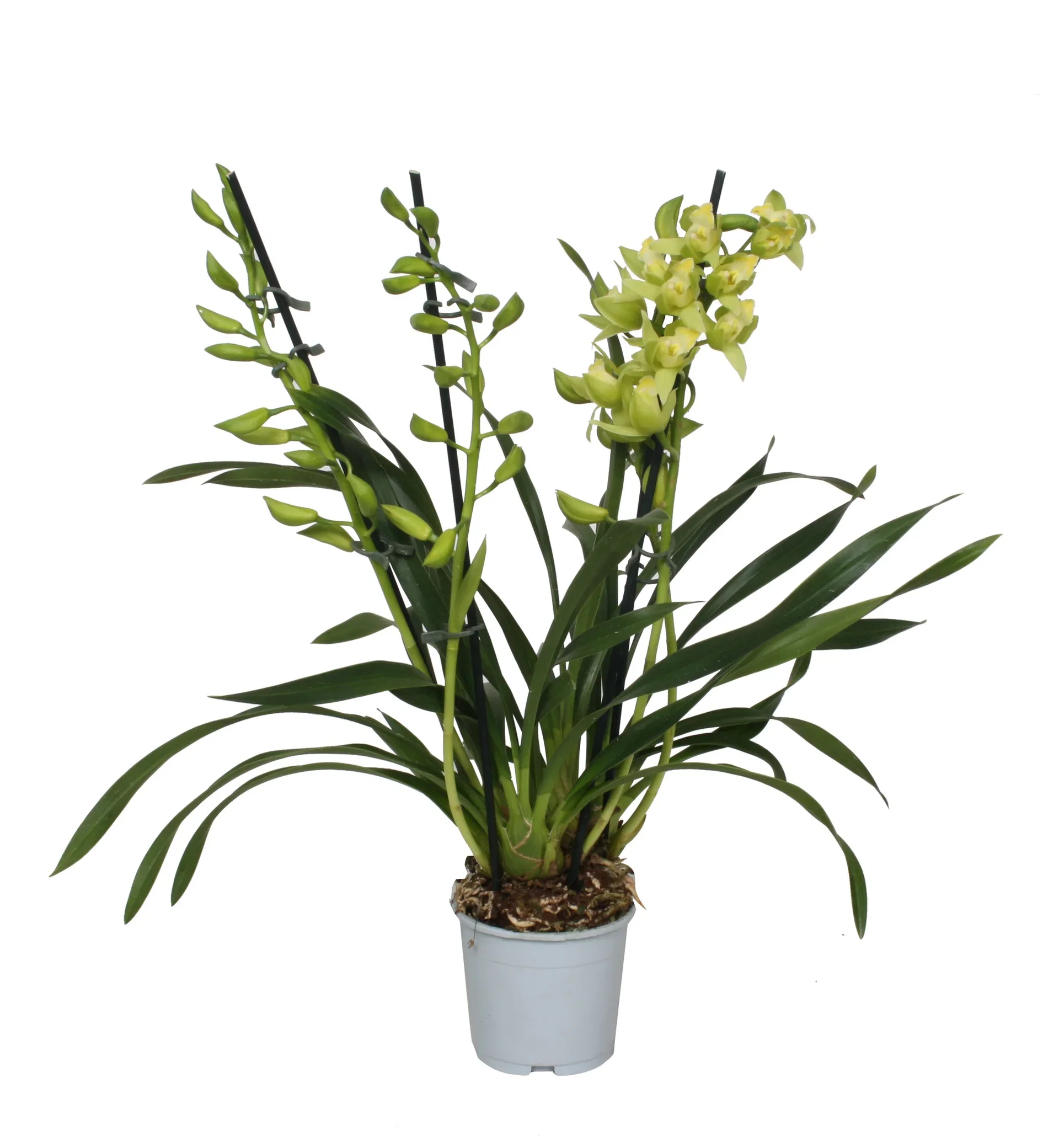 Cymbidium 'Green Arrow'