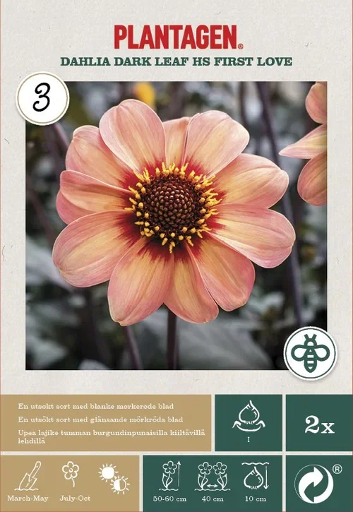 Dahlia Dark Leaf First Love