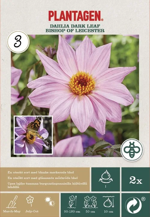 Dahlia Dark Leaf Biskopen av Leicester