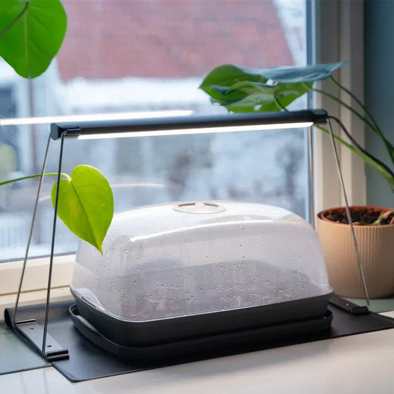 Förkultivering – lite vår på fönsterbrädan