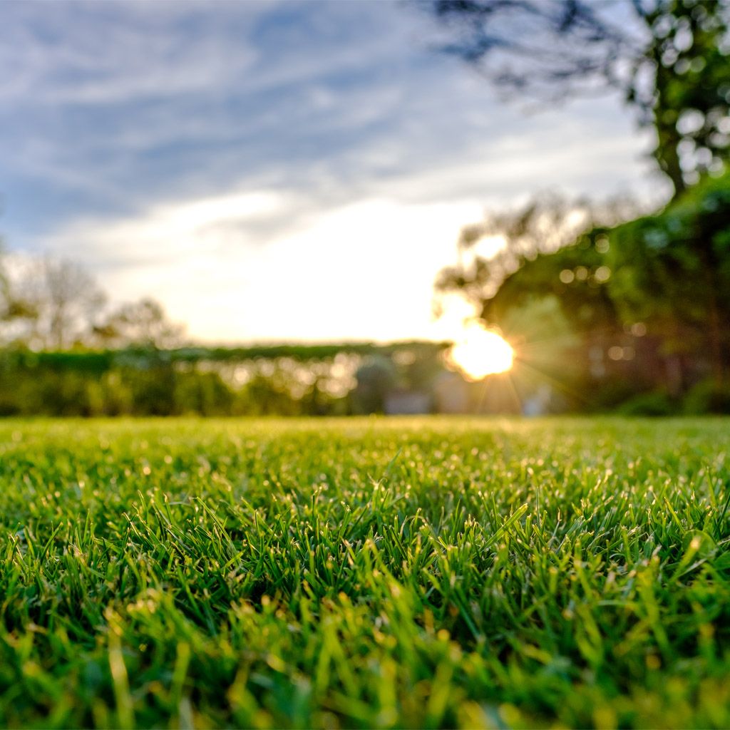 Image of Allt för gräsmattan