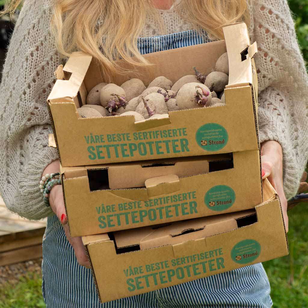 Image of Sättpotatis