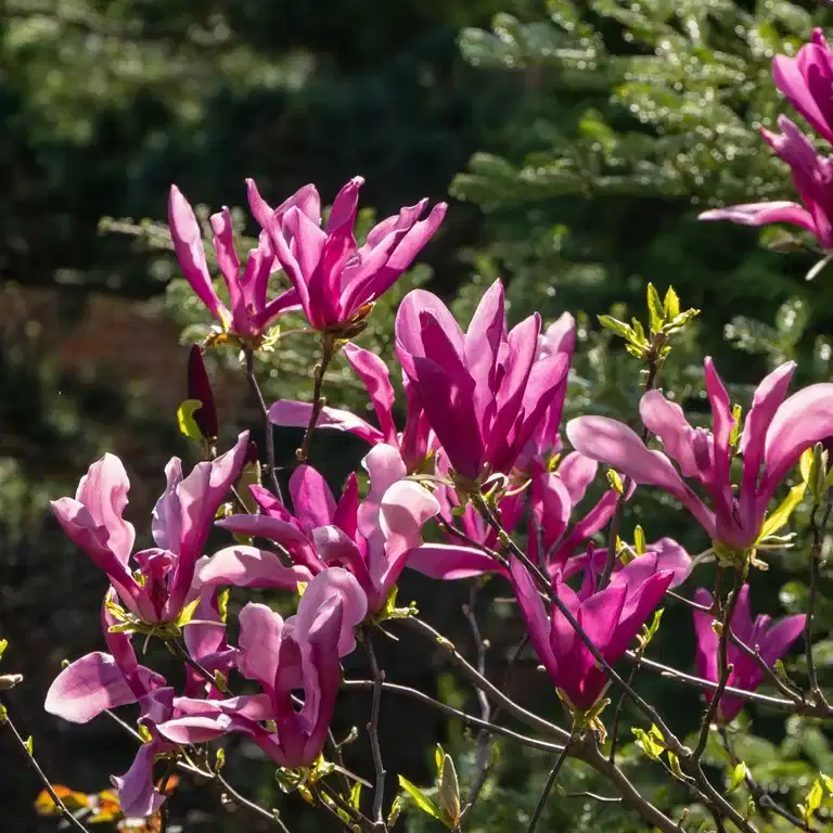 Rosenmagnolia 'Susan'