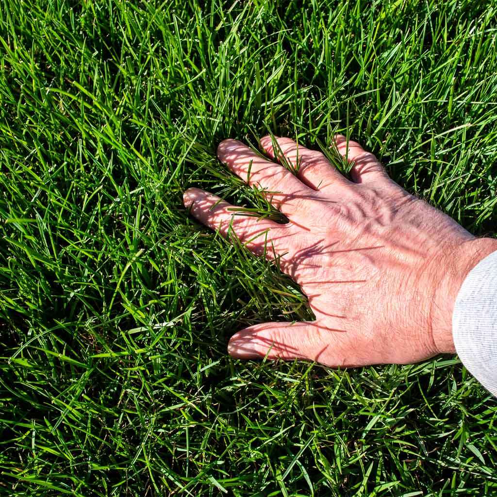 Image of Allt till gräsmattan