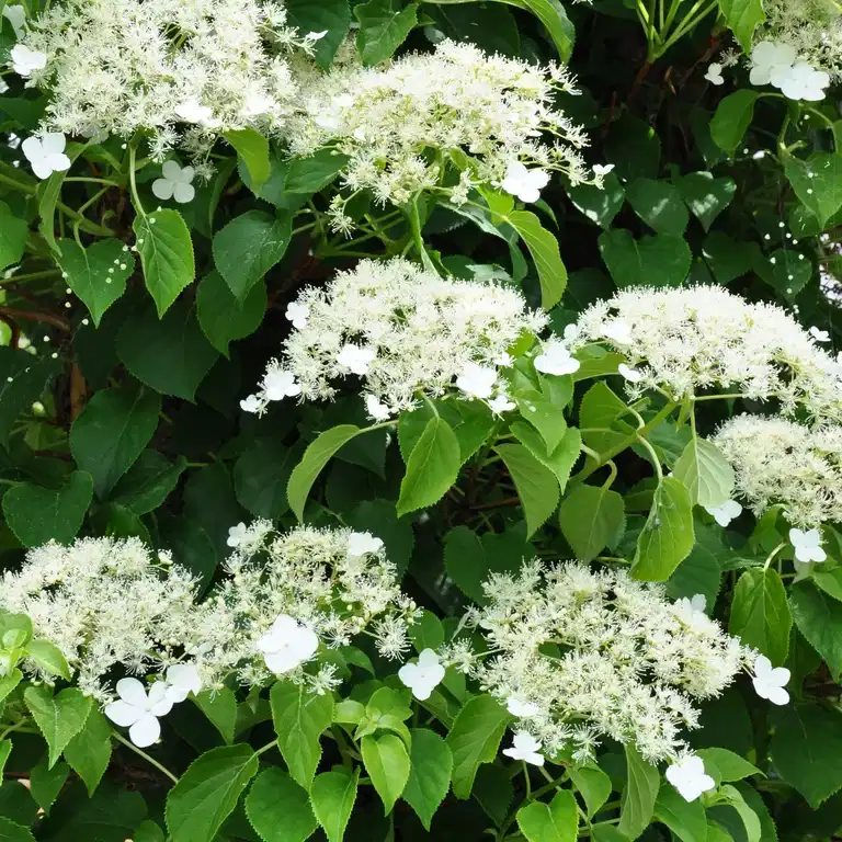 Klätterhortensia