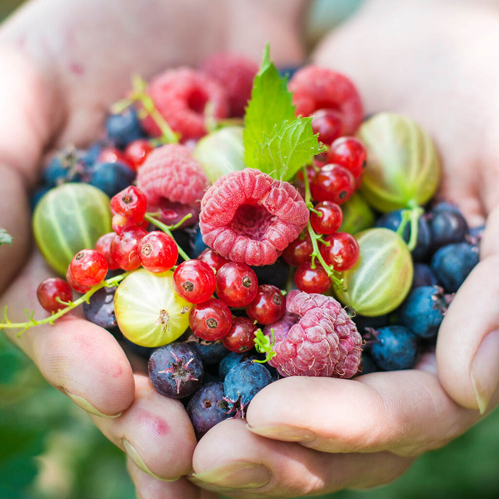 Vitaminrika frukter och bär du kan odla själv