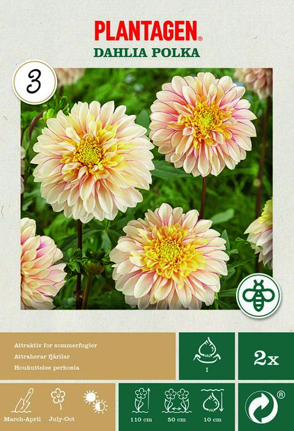 Anemondahlia 'Polka' 2-pack Flerfärgad | Plantagen