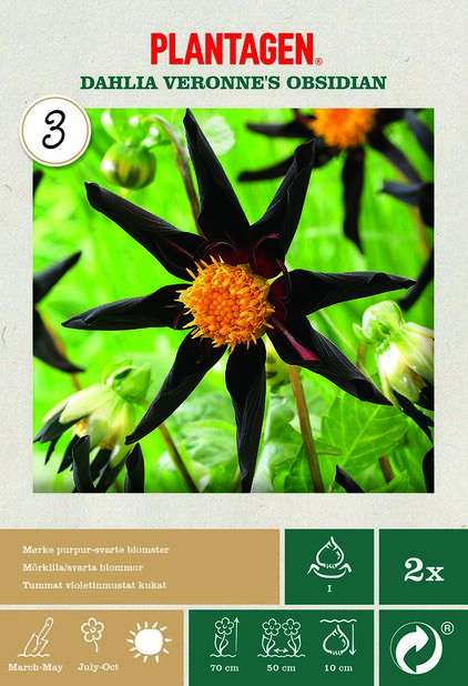 Kaktusdahlia 'Verrone's Obsidian' 2-pack Rosa | Plantagen