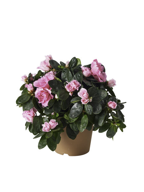 Azalea Ø12 cm Rosa | Plantagen