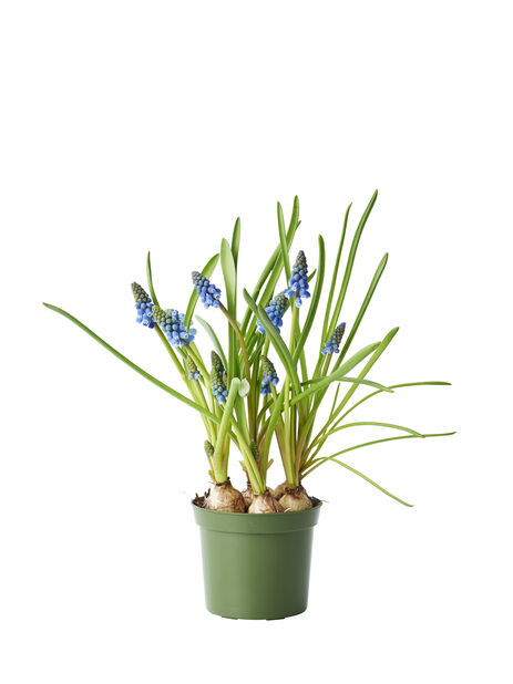 Persisk pärlhyacint 'Blue Magic' Ø9 cm Blå | Plantagen