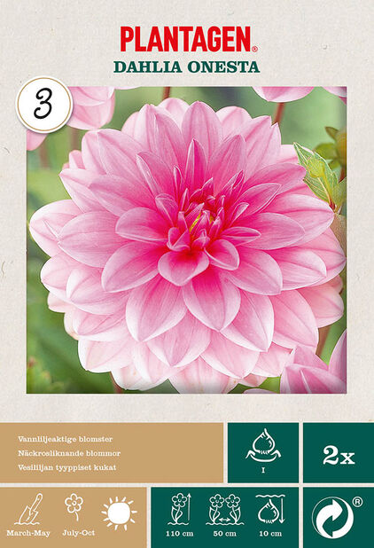 Näckrosdahlia 'Onesta' 2-pack Rosa | Plantagen