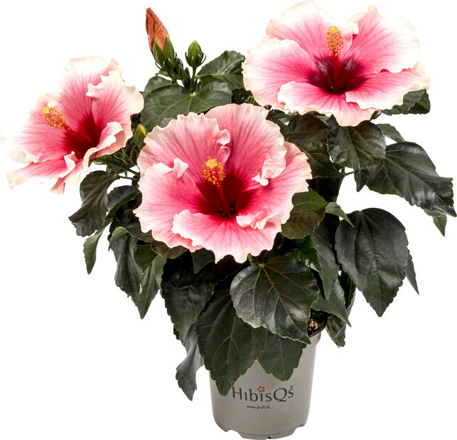Top 67+ imagen plantagen hibiscus