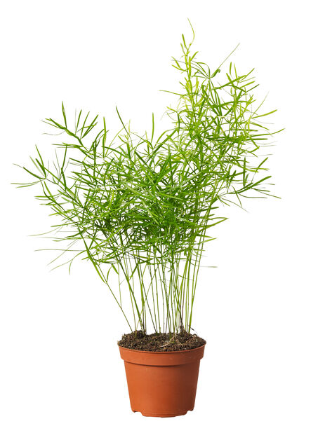Grönväxt mini Höjd 10-15 cm Grön | Plantagen