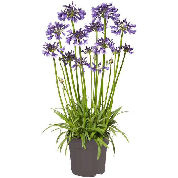Afrikas blå lilja 'Poppin Purple' Ø19 cm Lila | Plantagen