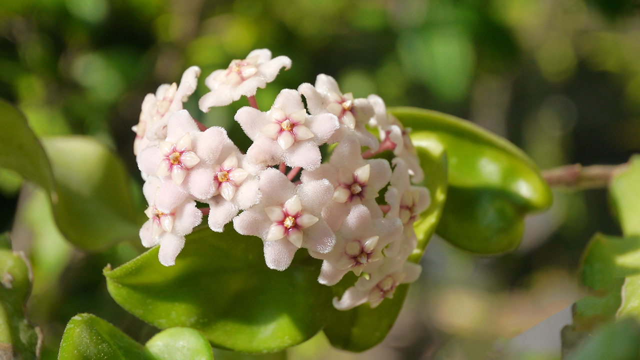 Porslinsblomma (Hoya) – fakta och skötselråd | Växtguide från Plantagen |  Plantagen
